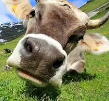 Auf einer grünen Wiese steht eine Kuh und schaut schräg in die Kamera.